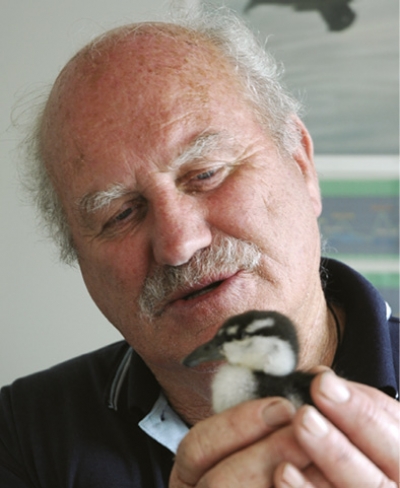 In safe hands: Peter Russell, Palmerston North aviary keeper, with a whio chick that has since matured and been released.