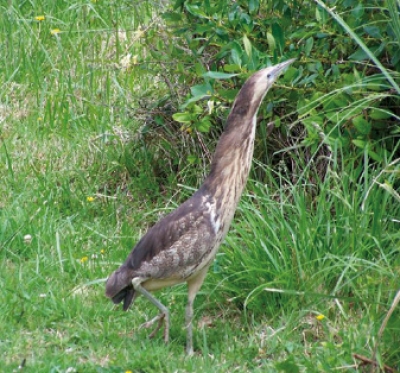 Australasian Bittern