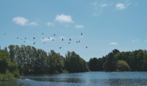 paradise shelducks over Lake Woodley