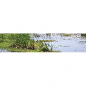 Wetland: Te Henga, perfect spot for a Bitten. Can you spot it? 