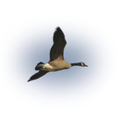 High flyers: One of the 1448 Canada Geese counted. 