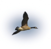 High flyers: One of the 1448 Canada Geese counted. 