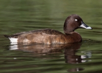 A lost duck? Alan Fielding wonders what  became of the white-eye and suggests it has a  place among New Zealand wildlife